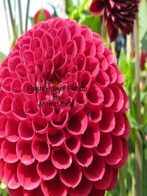 cover image of Flash Flower Fiction